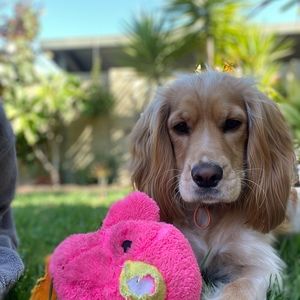 Meet your Posher, Kylie